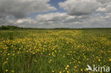 Boterbloem (Ranunculus)