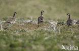 Canadese Gans ssp ondersoort Aleoeten