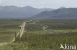 Dalton highway