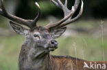 Edelhert (Cervus elaphus)