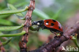 Elfstippelig lieveheersbeestje (Coccinella undecimpunctata