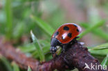 Elfstippelig lieveheersbeestje (Coccinella undecimpunctata