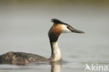 Fuut (Podiceps cristatus)