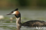 Fuut (Podiceps cristatus)