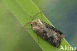 Geoogde worteluil (Agrotis clavis)