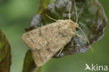 Gewone stofuil (Hoplodrina octogenaria)