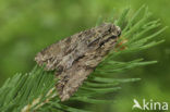 Graswortelvlinder (Apamea monoglypha)