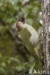 Groene Specht (Picus viridis) 