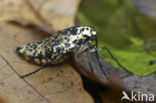 Grote wintervlinder (Erannis defoliaria)