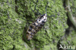 Grote wintervlinder (Erannis defoliaria)