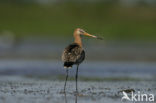 Grutto (Limosa limosa) 