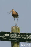 Grutto (Limosa limosa) 