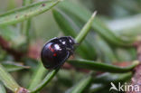 Heidelieveheersbeestje (Chilocorus bipustulatus