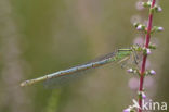 Kanaaljuffer (Erythromma lindenii)