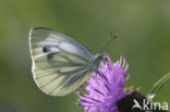 Klein geaderd witje (Pieris napi)