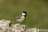 Koolmees (Parus major)