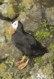 Kuifpapegaaiduiker (Fratercula cirrhata)