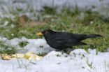 Merel (Turdus merula)