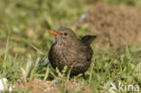 Merel (Turdus merula)