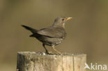 Merel (Turdus merula)