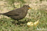 Merel (Turdus merula)