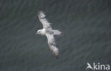 Noordse Stormvogel (Fulmarus glacialis)