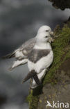 Noordse Stormvogel (Fulmarus glacialis)