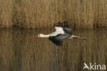 Ooievaar (Ciconia ciconia)