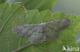 Paardenbloemspanner (Idaea seriata)