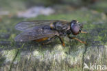 Paddestoelgitje (Cheilosia scutellata)