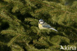 Pimpelmees (Parus caeruleus)