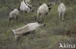 Rendier (Rangifer tarandus)