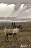 Rendier (Rangifer tarandus)