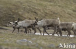 Rendier (Rangifer tarandus)