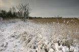 Riet (Phragmites australis)