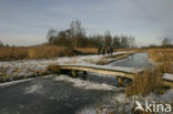 Riet (Phragmites australis)