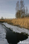 Riet (Phragmites australis)