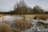 Riet (Phragmites australis)