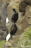 Roodmaskeraalscholver (Phalacrocorax urile)