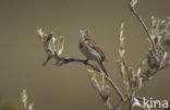 Roodstaartgors (Passerella iliaca)