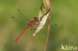 Steenrode heidelibel (Sympetrum vulgatum)