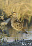 Steltstrandloper (Micropalama himantopus)