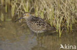 Steltstrandloper (Micropalama himantopus)