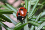 Vijfstippelig lieveheersbeestje (Coccinella quinquepunctata