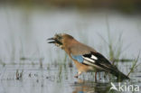 Vlaamse Gaai (Garrulus glandarius)