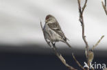 Witstuitbarmsijs (Carduelis hornemanni)