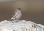 Witstuitbarmsijs (Carduelis hornemanni)