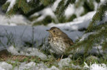 Zanglijster (Turdus philomelos)