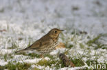 Zanglijster (Turdus philomelos)