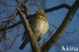 Zanglijster (Turdus philomelos)